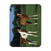 Arabische Foalen in grijs veld Magneet (Verticaal)