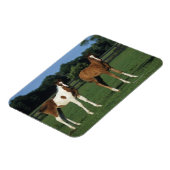 Arabische Foalen in grijs veld Magneet (Linkerzijde)