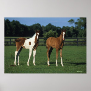 Arabische Foalen in grijs veld Poster