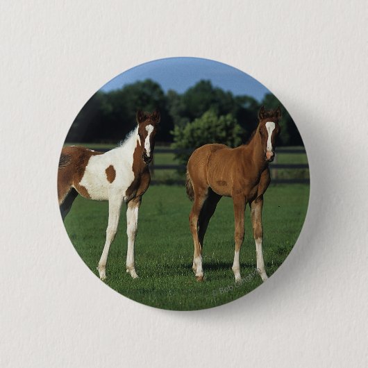 Arabische Foalen in grijs veld Ronde Button 5,7 Cm (Voorkant)
