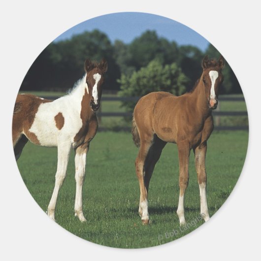 Arabische Foalen in grijs veld Ronde Sticker (Voorkant)