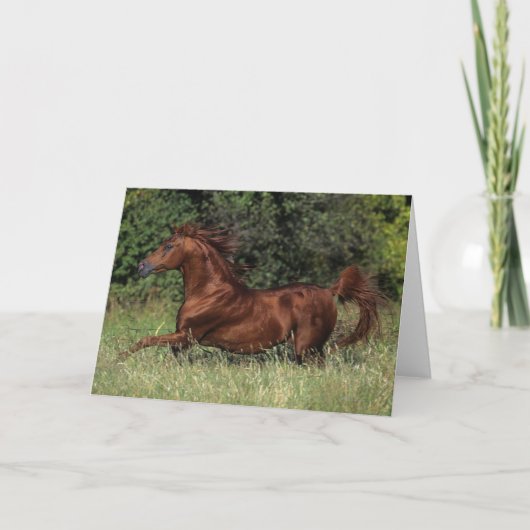 Arabische Hengst die in het Gras lopen Kaart (Voorkant)