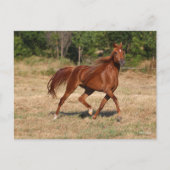 Arabische kastanjebruin, stromend mane en staart briefkaart (Voorkant)