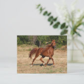 Arabische kastanjebruin, stromend mane en staart briefkaart (Staand voorkant)