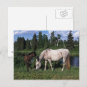 Arabische Mare & Foal 2 Briefkaart (Voorkant / Achterkant)