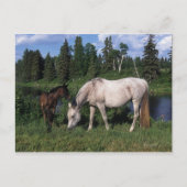 Arabische Mare & Foal 2 Briefkaart (Voorkant)