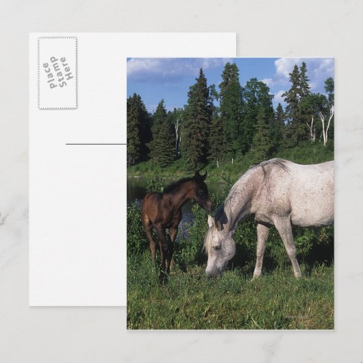 Arabische Mare & Foal 2 Briefkaart (Voorkant / Achterkant)