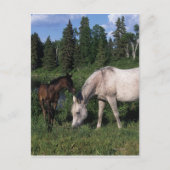 Arabische Mare & Foal 2 Briefkaart (Voorkant)