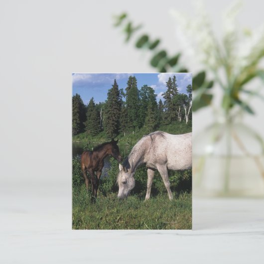 Arabische Mare & Foal 2 Briefkaart (Staand voorkant)