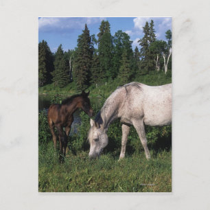Arabische Mare & Foal 2 Briefkaart