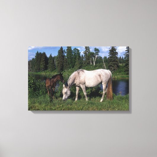 Arabische Mare & Foal 2 Canvas Afdruk (Voorkant)