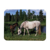 Arabische Mare & Foal 2 Magneet (Horizontaal)