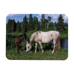 Arabische Mare & Foal 2 Magneet
