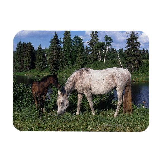 Arabische Mare & Foal 2 Magneet (Horizontaal)
