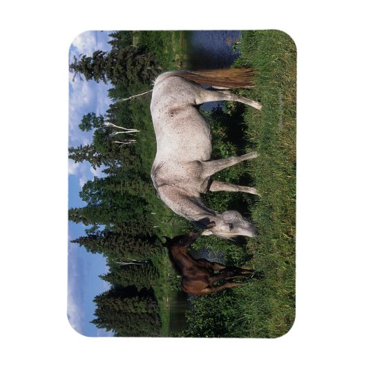 Arabische Mare & Foal 2 Magneet (Verticaal)