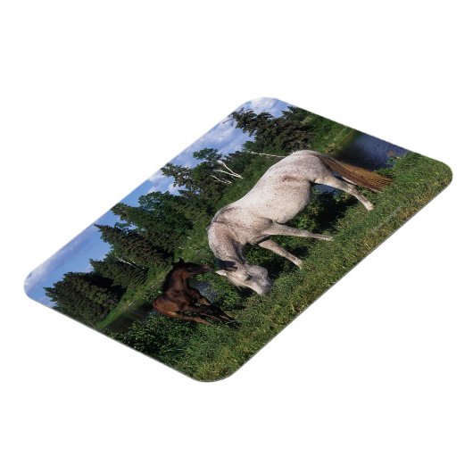 Arabische Mare & Foal 2 Magneet (Linkerzijde)
