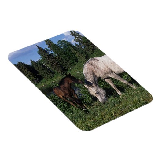Arabische Mare & Foal 2 Magneet (Rechterzijde)