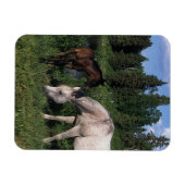 Arabische Mare & Foal 2 Magneet (Horizontaal)