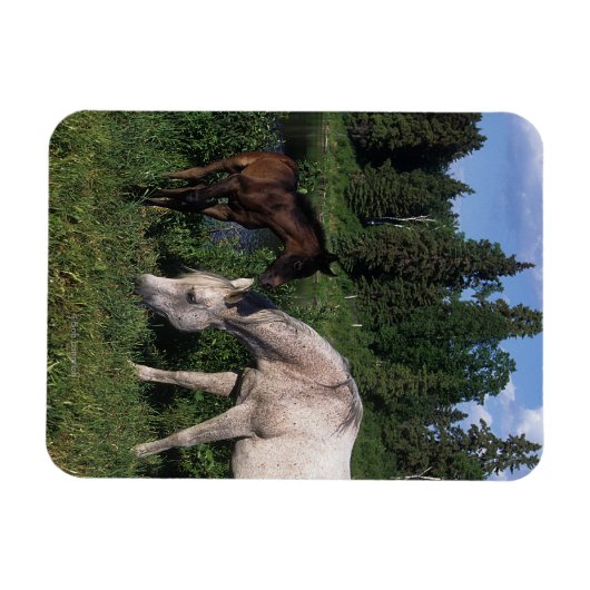 Arabische Mare & Foal 2 Magneet (Horizontaal)