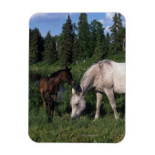 Arabische Mare & Foal 2 Magneet (Verticaal)