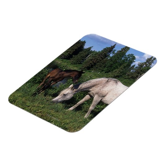 Arabische Mare & Foal 2 Magneet (Linkerzijde)
