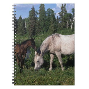 Arabische Mare & Foal 2 Notitieboek
