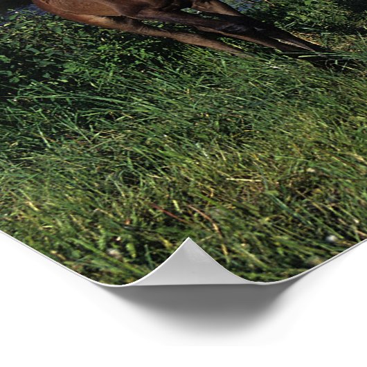 Arabische Mare & Foal 2 Poster (Hoek)