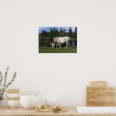 Arabische Mare & Foal 2 Poster (Keuken)