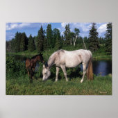 Arabische Mare & Foal 2 Poster (Voorkant)