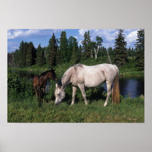 Arabische Mare & Foal 2 Poster