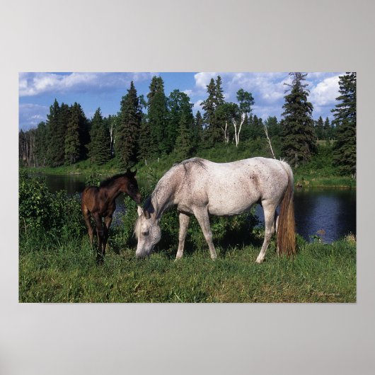 Arabische Mare & Foal 2 Poster (Voorkant)