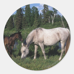 Arabische Mare & Foal 2 Ronde Sticker