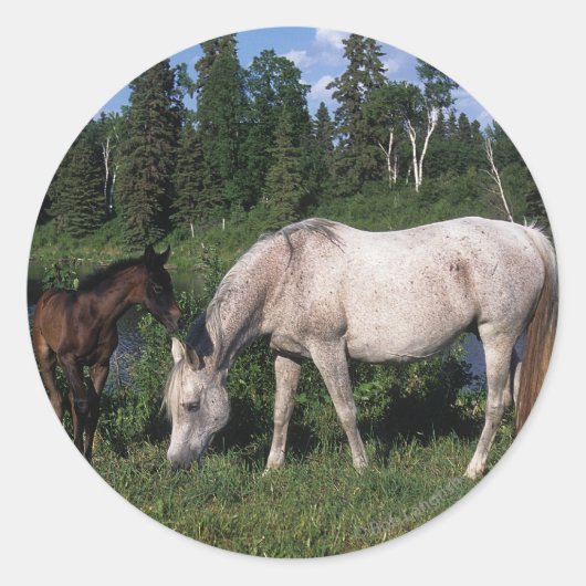 Arabische Mare & Foal 2 Ronde Sticker (Voorkant)