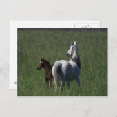 Arabische Mare & Foal Briefkaart (Voorkant / Achterkant)