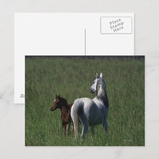 Arabische Mare & Foal Briefkaart (Voorkant / Achterkant)