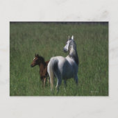 Arabische Mare & Foal Briefkaart (Voorkant)
