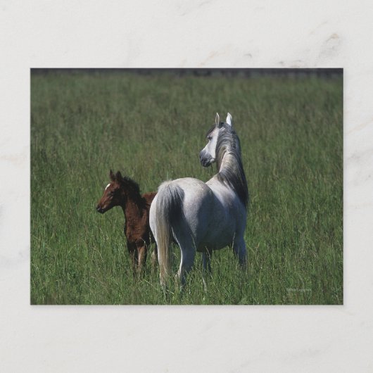 Arabische Mare & Foal Briefkaart (Voorkant)