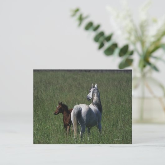Arabische Mare & Foal Briefkaart (Staand voorkant)