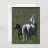 Arabische Mare & Foal Briefkaart (Voorkant / Achterkant)