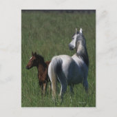 Arabische Mare & Foal Briefkaart (Voorkant)