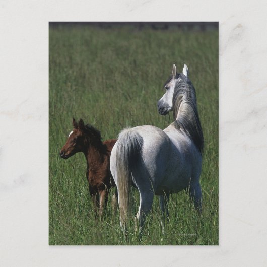 Arabische Mare & Foal Briefkaart (Voorkant)