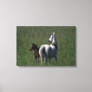 Arabische Mare & Foal Canvas Afdruk