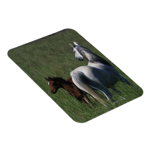 Arabische Mare & Foal Magneet (Rechterzijde)