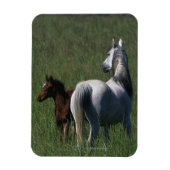 Arabische Mare & Foal Magneet (Verticaal)