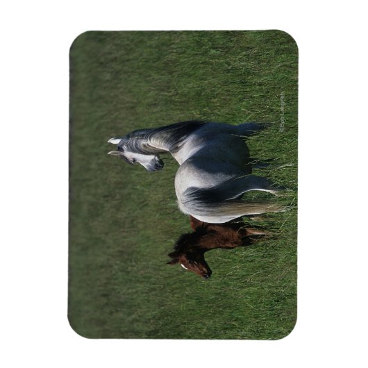 Arabische Mare & Foal Magneet (Verticaal)