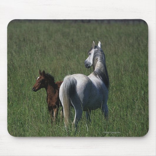 Arabische Mare & Foal Muismat (Voorkant)