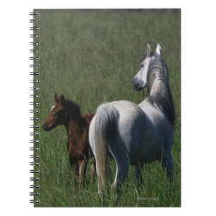 Arabische Mare & Foal Notitieboek