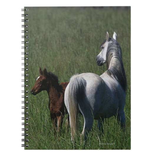 Arabische Mare & Foal Notitieboek (Voorkant)