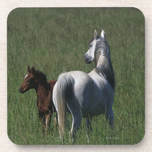 Arabische Mare & Foal Onderzetter (Voorkant)