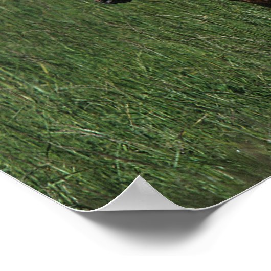 Arabische Mare & Foal Poster (Hoek)